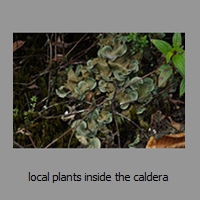 local plants inside the caldera